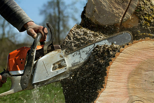 Tree Removal for Businesses in Emmaus, PA